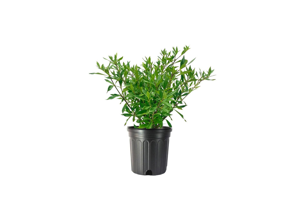 Frostproof Gardenia 2 Gallon Plants Fragrant Blooming Shrub U681872