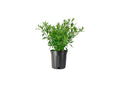 Frostproof Gardenia 2 Gallon Plants Fragrant Blooming Shrub U681872
