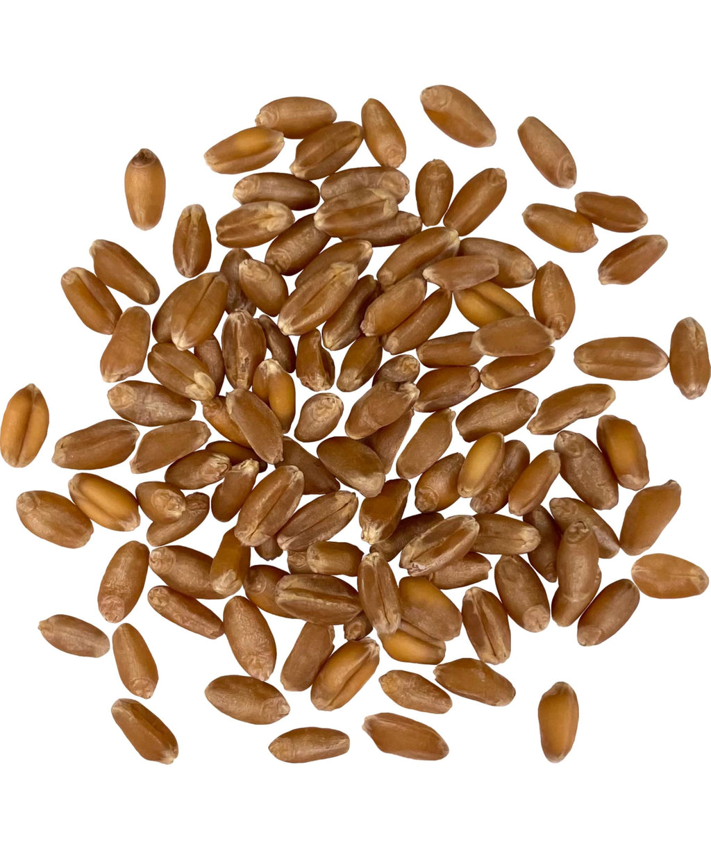 Hard Red Winter Wheat Berries 25 LBS Bucket B703
