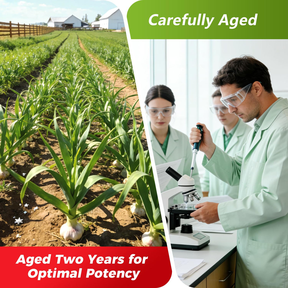 Odorless Aged Garlic Extract 12,000 mg 240 Veg Caps C217760