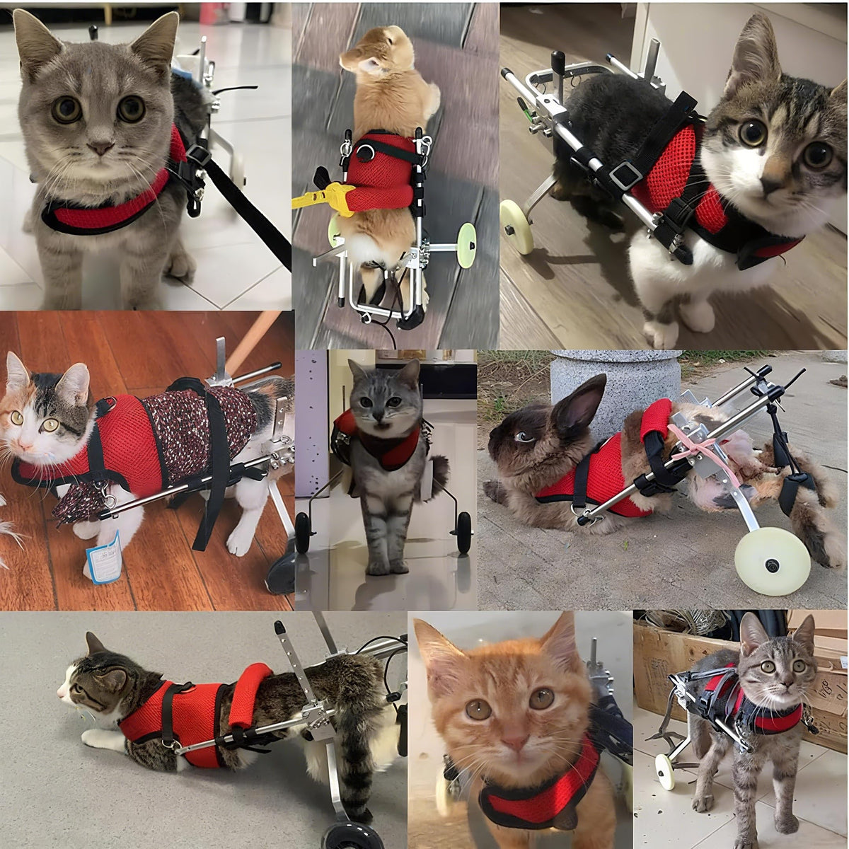 Adjustable 2 Wheels Pet Wheelchair A825723